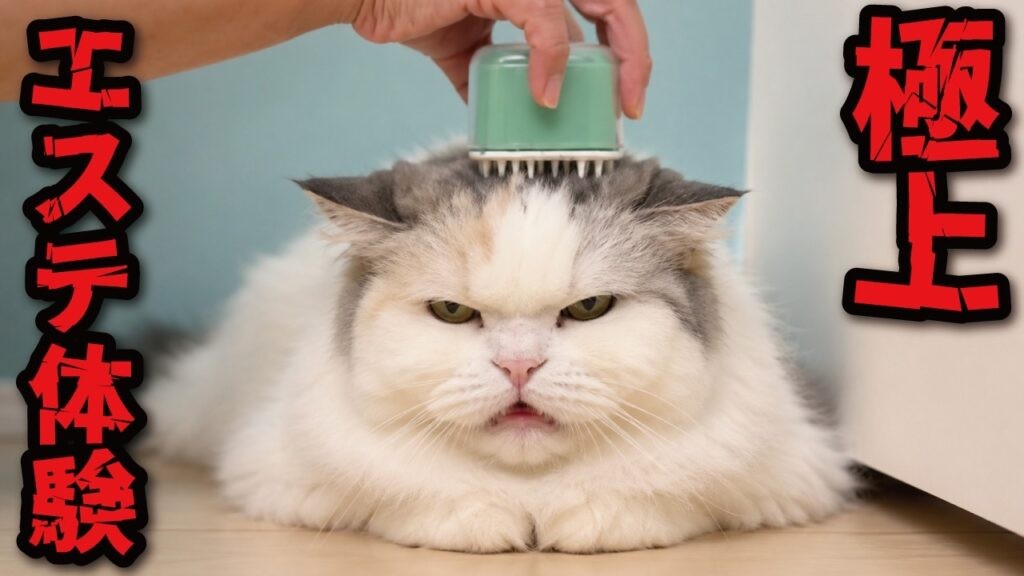 【悲報】猫に極上エステ体験してあげたらまさかのコレ