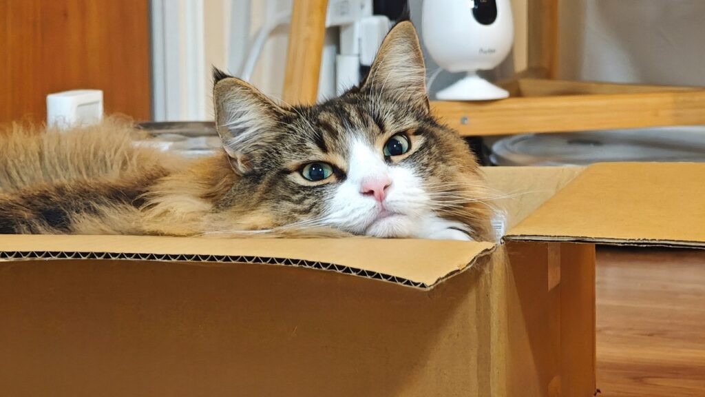 飼い主にずっと喋りかけてくる猫が可愛すぎるから絶対に見て